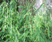 chasmanthium latifolium 6-10.jpg